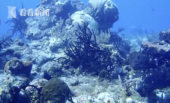 遭神秘疾病侵袭 全球第二大珊瑚礁群大量死亡