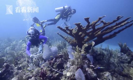 遭神秘疾病侵袭 全球第二大珊瑚礁群大量死亡