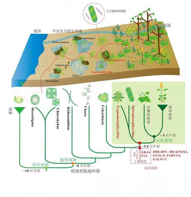 陆地植物的水生祖先是谁？最新研究终于找到了