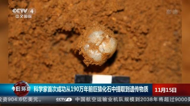 科学家首次成功从190万年前巨猿化石中提取到遗传物质