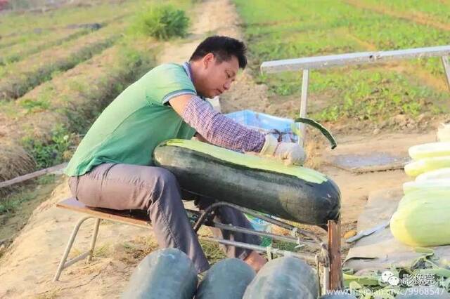 道滘农民晾晒冬瓜干，场面好壮观！