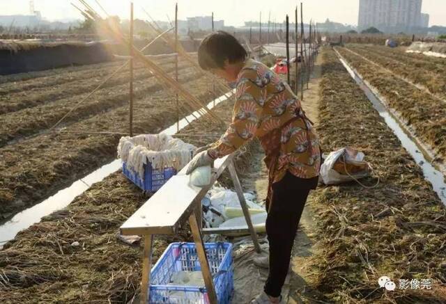 道滘农民晾晒冬瓜干，场面好壮观！