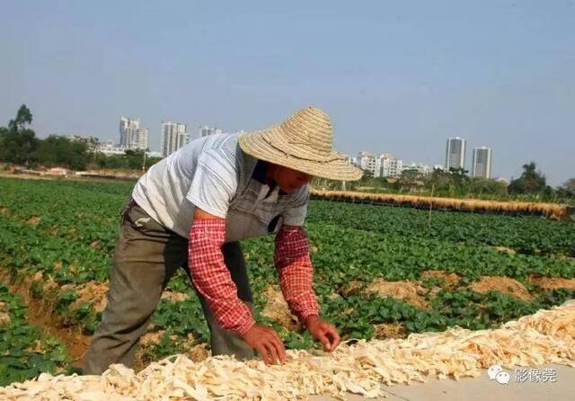 道滘农民晾晒冬瓜干，场面好壮观！