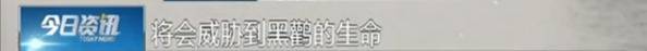 石家庄滹沱河湿地发生投毒事件 中毒野鸭被售卖