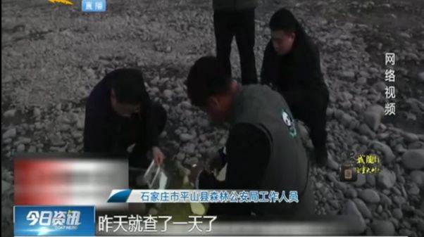 石家庄滹沱河湿地发生投毒事件 中毒野鸭被售卖