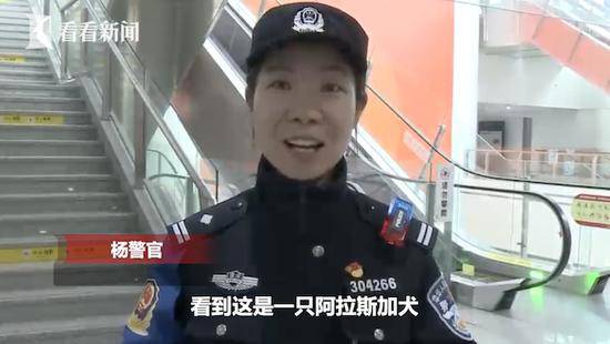 阿拉斯加大闹客运站 民警收留把它当“警犬”养