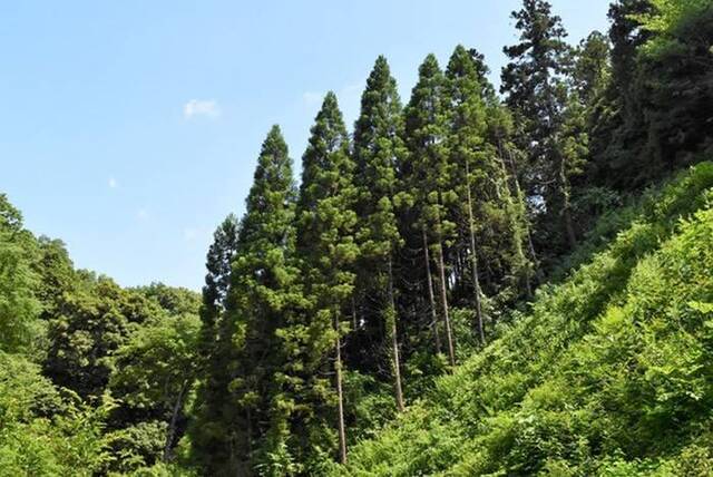 花粉症患者福音日本鸟取县成功种出优质无花粉柳杉