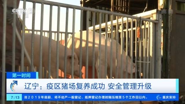 辽宁疫区猪场复养：一头猪赚2000 养殖户重拾信心