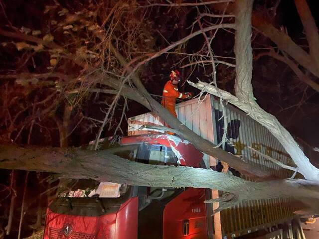 北京大兴一绿化树被大风刮倒砸中货车，消防破拆交通恢复