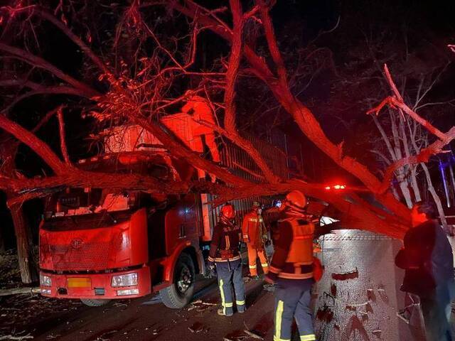 北京大兴一绿化树被大风刮倒砸中货车，消防破拆交通恢复