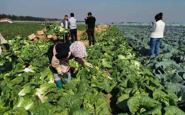 韩国遇“泡菜危机” 莱西白菜出口量大增