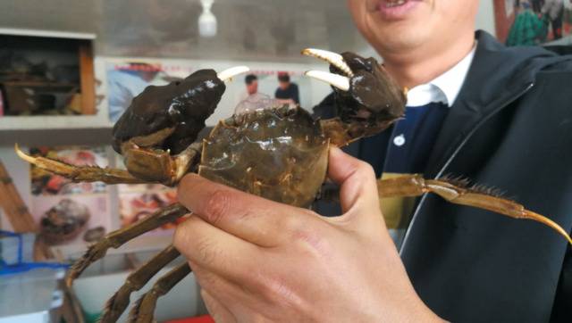 阳澄湖大闸蟹丰产背后现隐忧