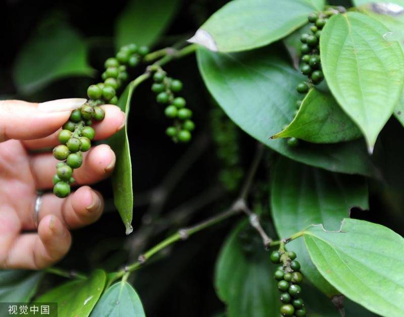 你知道吗？在辣椒之前，茱萸曾是普遍使用的辣味调料