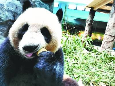 武汉动物园展出大熊猫粪便