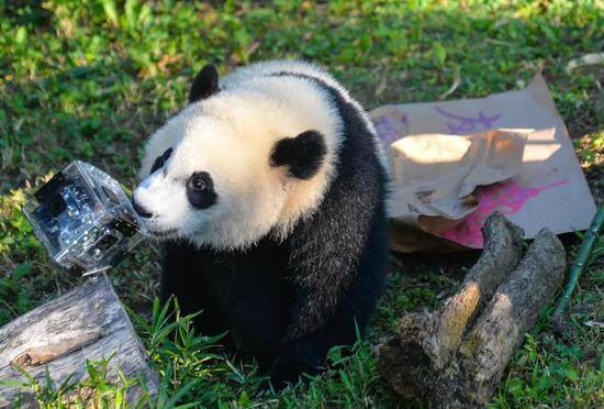 2016年8月20日，美国国家动物园为“贝贝”庆祝周岁生日。新华社记者鲍丹丹摄