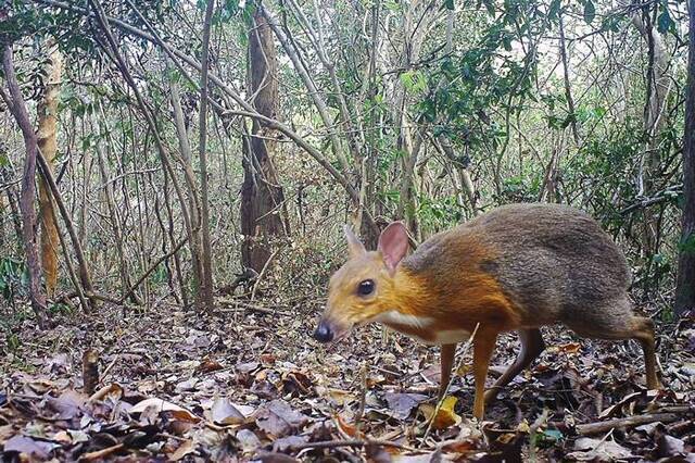 在科学上失踪了将近30年后，一个相机陷阱捕捉到一张银背鼷鹿（silver-backed chevrotain）的照片。但关于这个物种的研究仍非常缺乏。 PHO