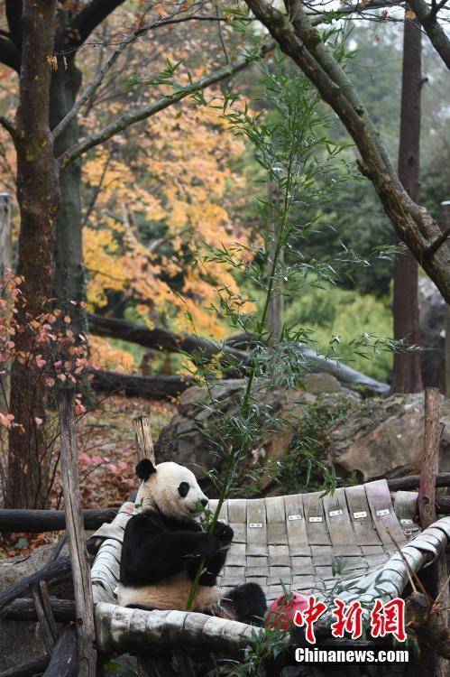 旅美大熊猫“贝贝”回国