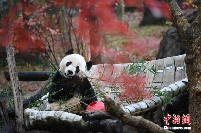 旅美大熊猫“贝贝”回国