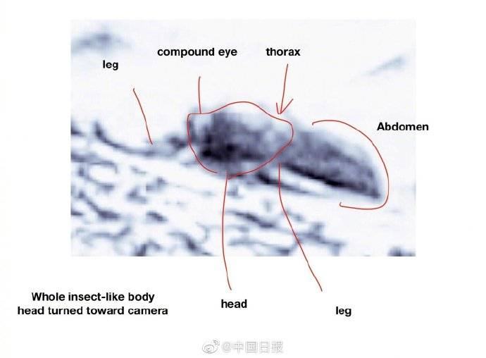 新发现？美国科学家称发现火星有昆虫的证据