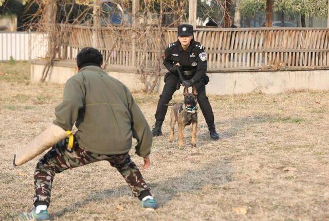 北京6只克隆警犬举行入警仪式，都是“科字辈”