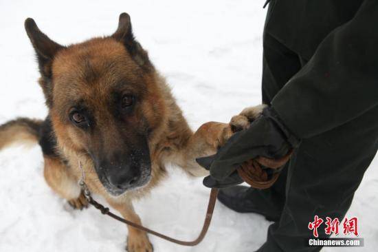 再也不怕高分贝噪声！这项新技术将保护军犬听力