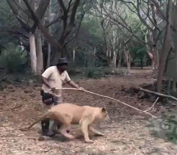 男子逗狮子就像逗猫