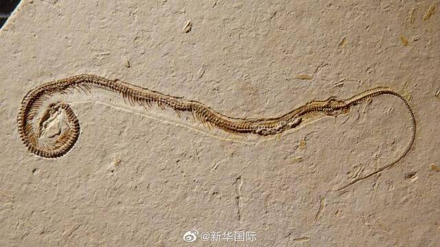 研究显示：蛇或在1.7亿年前开始“失足”