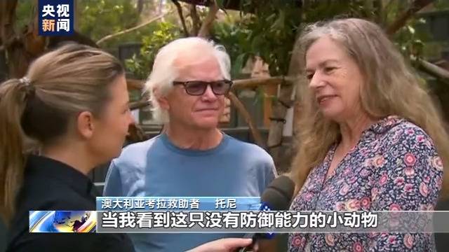 80%栖息地被烧毁 澳大利亚上千考拉葬身火海