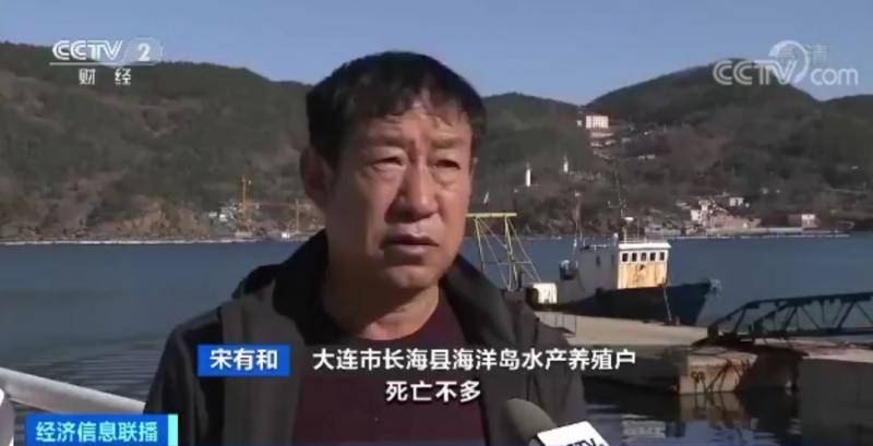 獐子岛扇贝暴毙周边却正常 原来背后发生这么多事