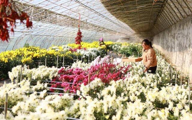 平谷区大棚菊花盛开 多个村庄形成特色菊花产业