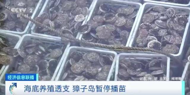 獐子岛扇贝跑路、饿死、暴毙……周边海域扇贝却正常！到底发生了什么？