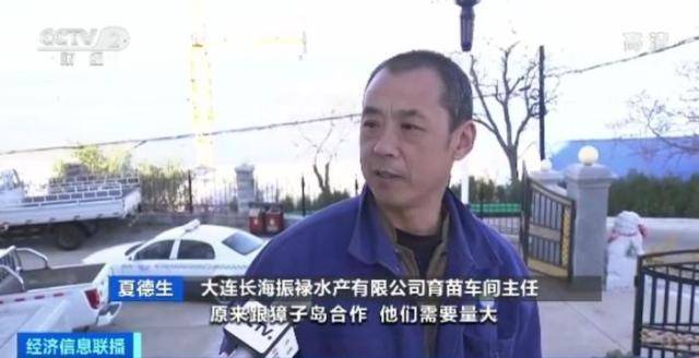 獐子岛扇贝跑路、饿死、暴毙……周边海域扇贝却正常！到底发生了什么？