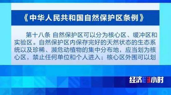 云南国有林古树茶热度不减 当地村民毁林种茶