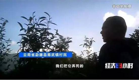 云南国有林古树茶热度不减 当地村民毁林种茶