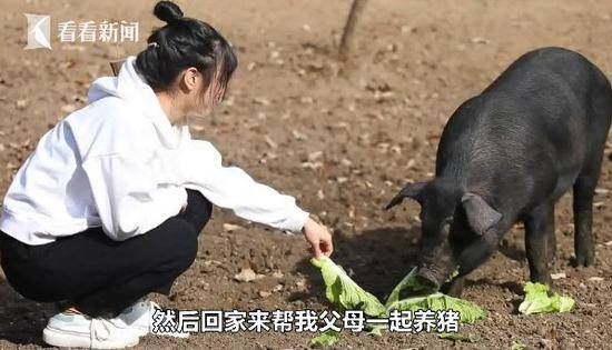 24岁美女专心养猪被催婚 老爹放话:陪嫁300头猪