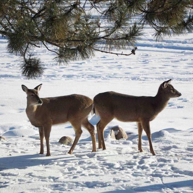 比滑雪更刺激，在明尼苏达州的野外驾驶雪地摩托