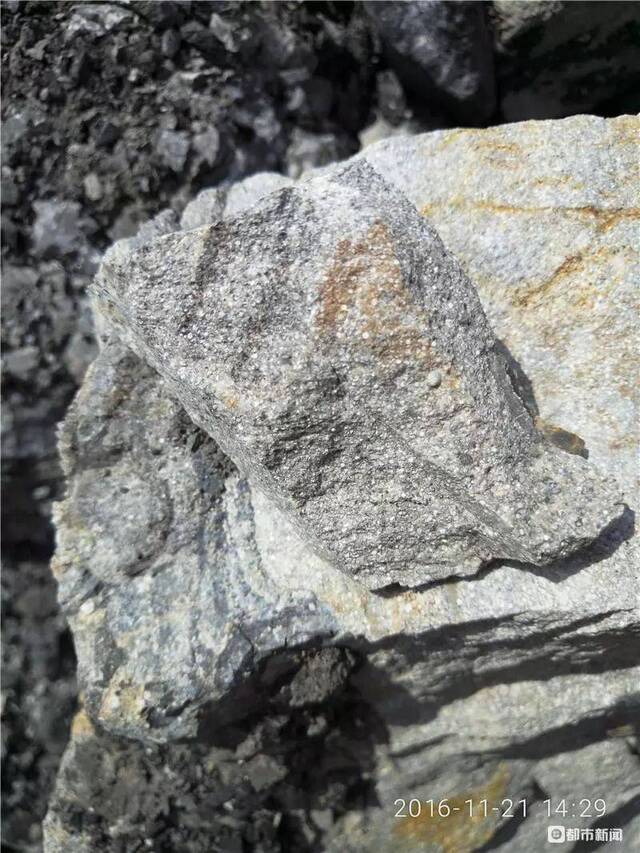 含有化石的岩石