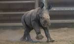 美国南加州圣迭戈动物园第二只成功人工授精的南方白犀牛宝宝出生