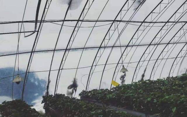 昌平和延庆雪最大：蜜蜂不爱干活 大棚掀不起棉被