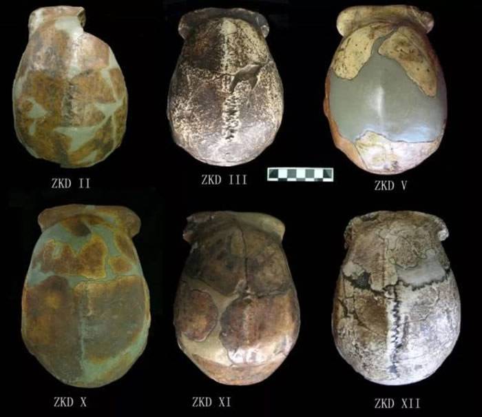 北京猿人头盖骨发现90周年：北京猿人生活的时间距今多少年丢失的化石在哪里？