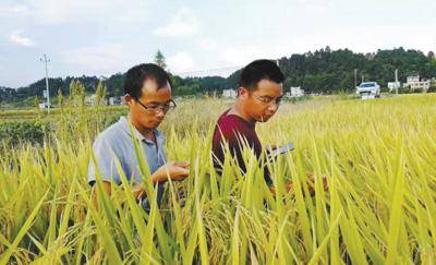 胡忠孝（左）和同事一起在田间查看水稻长势。资料图片