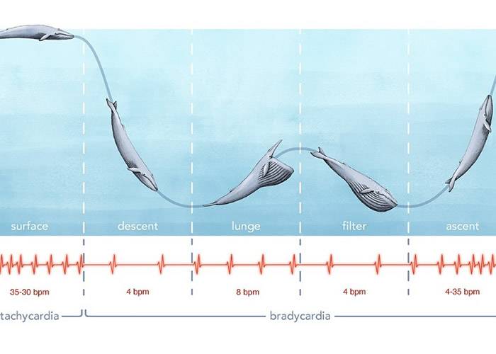 美国科学家首次测到蓝鲸心跳助了解体型庞大之谜