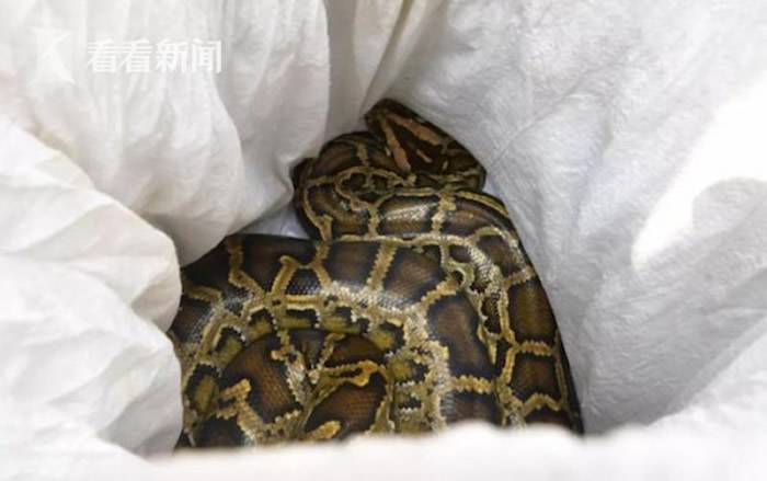20kg大蟒蛇从广东省佛山市商铺天花板坠落已经在那里生活了十年