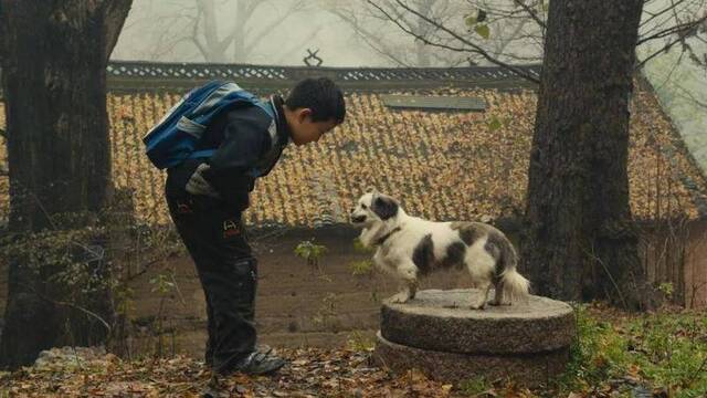 在城市养狗：人在城市化，狗也在城市化