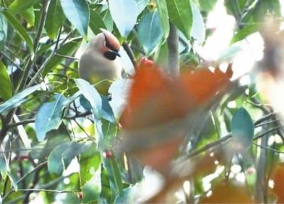 十年未见的小太平鸟现身马鞍山森林公园