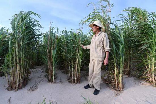 2019年7月25日，一位工作人员在福建省平潭综合实验区一处沙滩的菌草林中介绍用菌草技术治理风沙的情况。新华社记者林善传摄