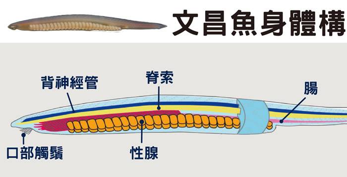 图为脊索动物代表——文昌鱼。脊索动物门包含头索动物、尾索动物、脊椎动物，共同特征是在个体发育过程或某时期有(支撑身体的)脊索、背神经管(神经集合成一束)