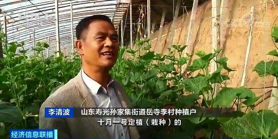 白菜卖出白菜价黄瓜却涨了 都是蔬菜差距咋那么大