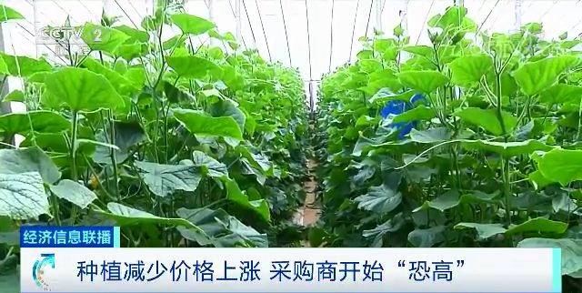 白菜卖出白菜价黄瓜却涨了 都是蔬菜差距咋那么大