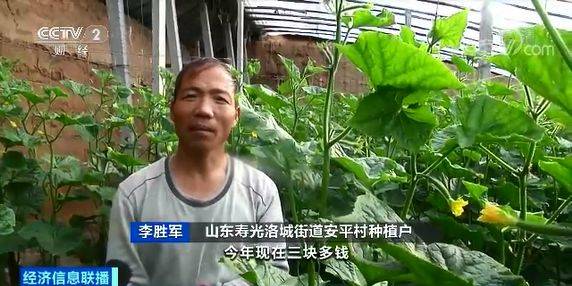 白菜卖出白菜价黄瓜却涨了 都是蔬菜差距咋那么大